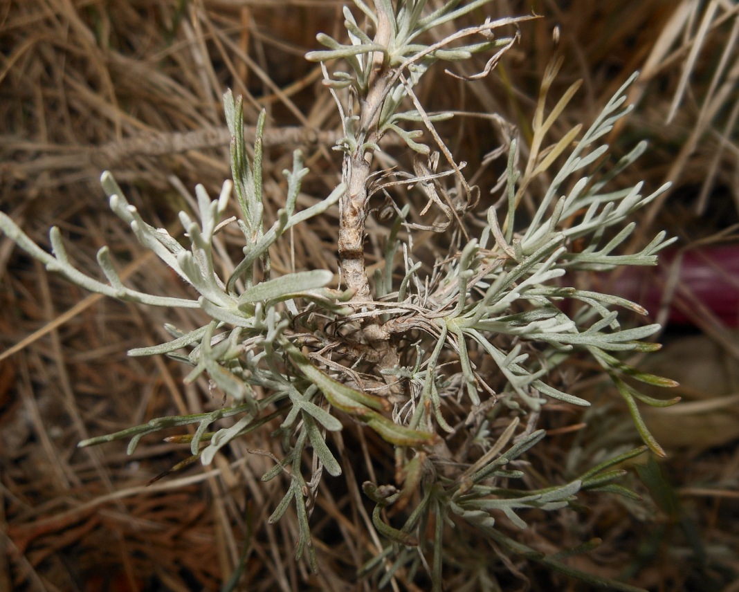 Artemisia caerulescens subsp. cretacea / Assenzio dei calanchi